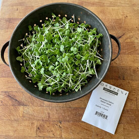 Minowase Daikon Radish, Microgreen Seeds